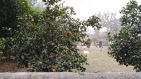 Citrus-ICP-UAV-ripeness project thumbnail