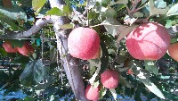 MachineVisionApples project thumbnail