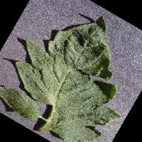 Dataset Image