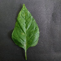 Dataset Image