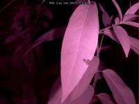 monarchs and milkweed project thumbnail