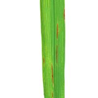 Rice_leaf_yolo project thumbnail