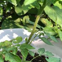 VTLD - VN Tomato Leaves project thumbnail