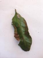 Tea leaf Disease for seminar project thumbnail