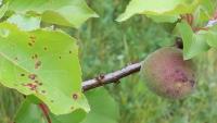 Almond Diseases Detection 2 project thumbnail