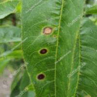 Almond Diseases Detection project thumbnail