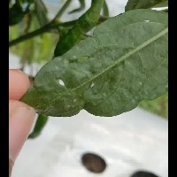 Dataset Image