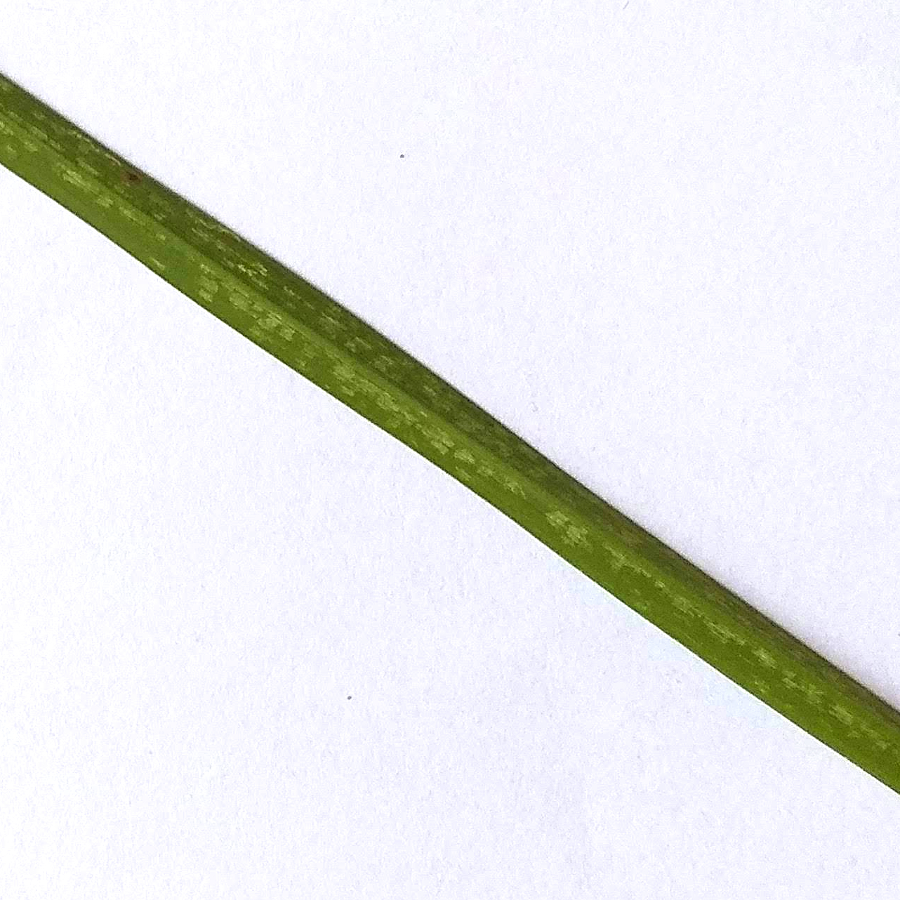 Rice Leaf Diseases Classification Model by Ho Huu Tuong K17 DN