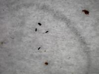 mosquitos project thumbnail