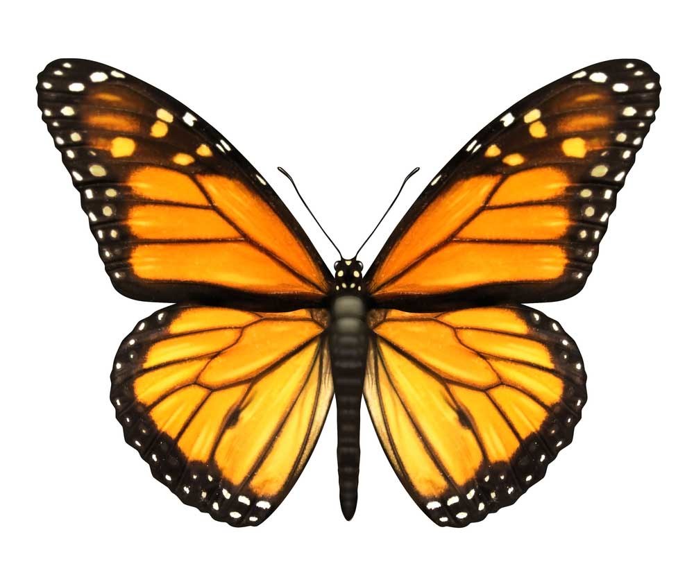 butterfly_dataset Object Detection Dataset by UnirugSpace
