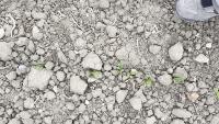 corn and center project thumbnail