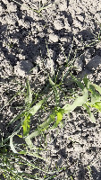 Corn-KEYPOINT project thumbnail