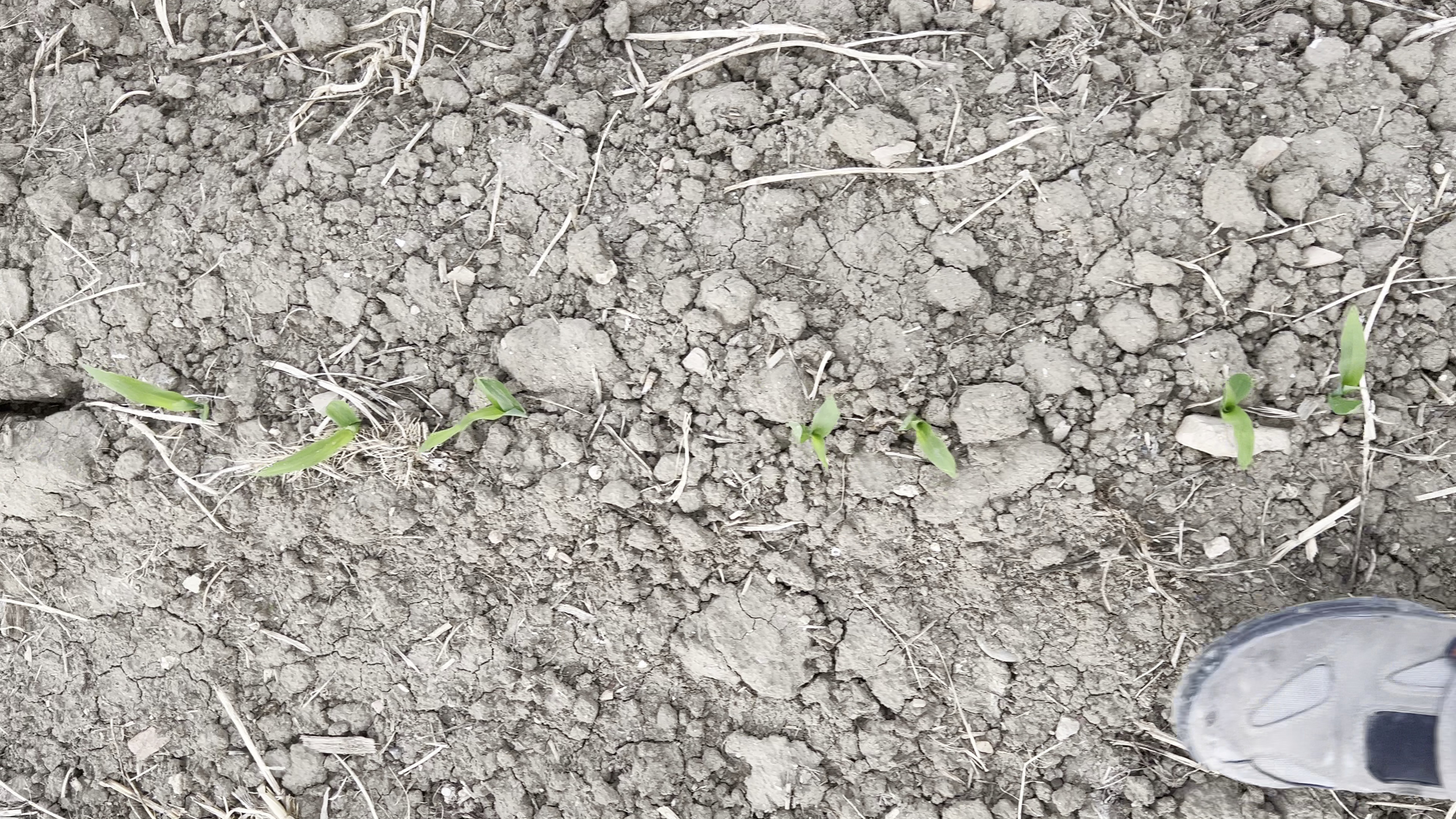 corn-seed-segmentation Instance Segmentation Model by Msr apalama