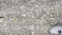 corn-seed-segmentation project thumbnail