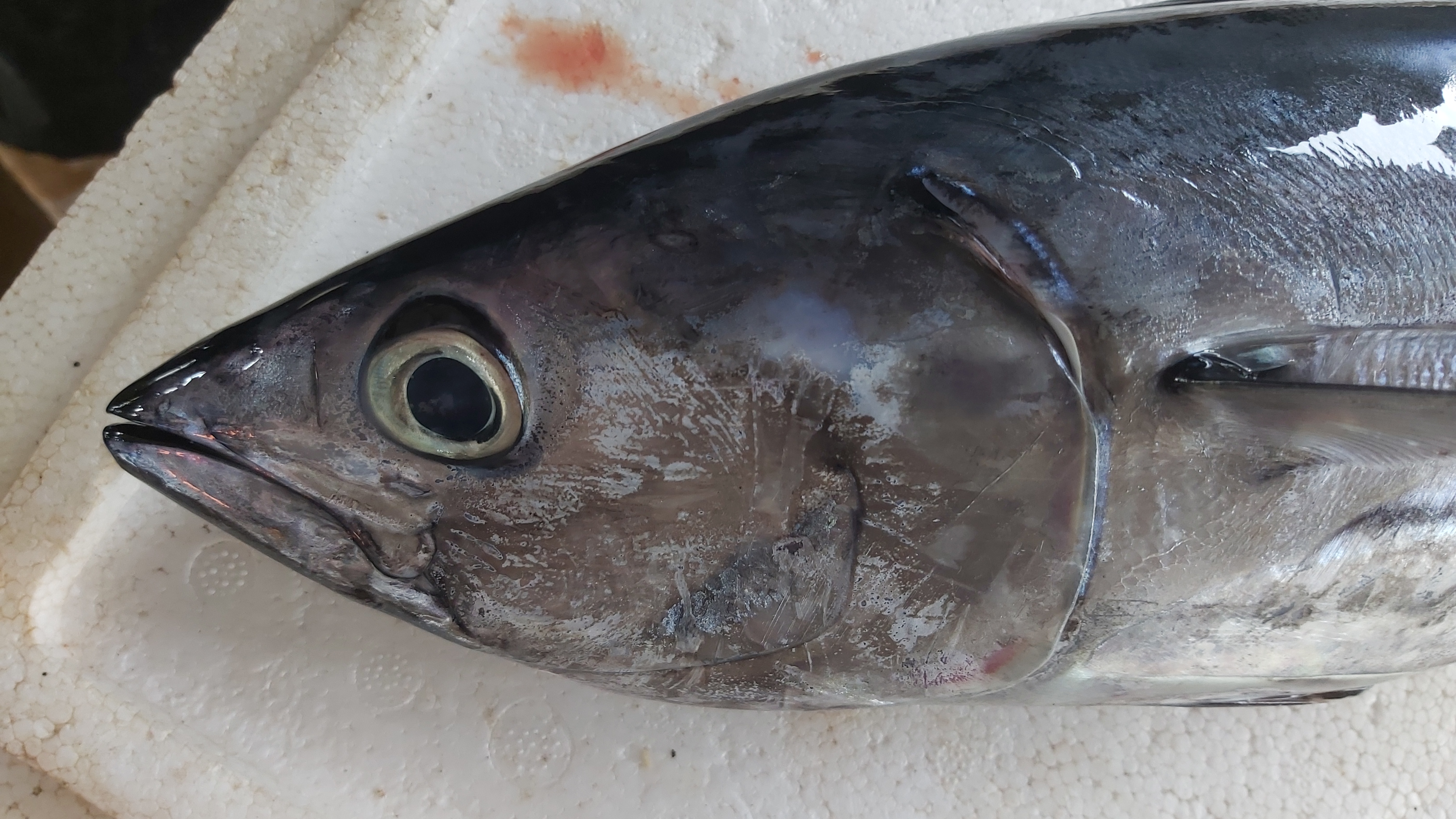 Fish quality assessment Object Detection Model by Research project