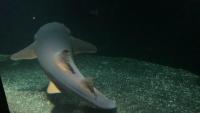 underwater-detection project thumbnail