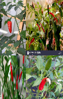 Segmentasi-Cabai project thumbnail