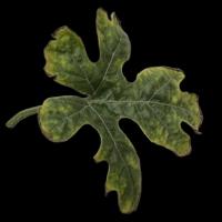 downymildew lab 1 project thumbnail