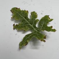 Watermelon Pest and Disease - Roboflow Universe