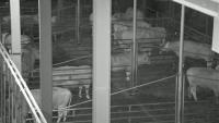 cow project thumbnail