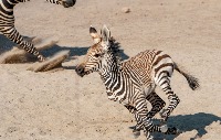 MultiZooClassifier  project thumbnail
