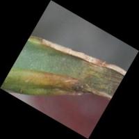 aloe1 project thumbnail