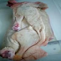 chicken project thumbnail