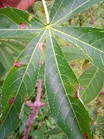 cassava-1 project thumbnail