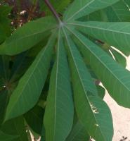 cassava-disease-detection project thumbnail