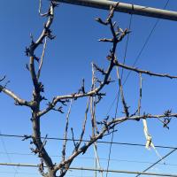 branch_pruning_v1 project thumbnail