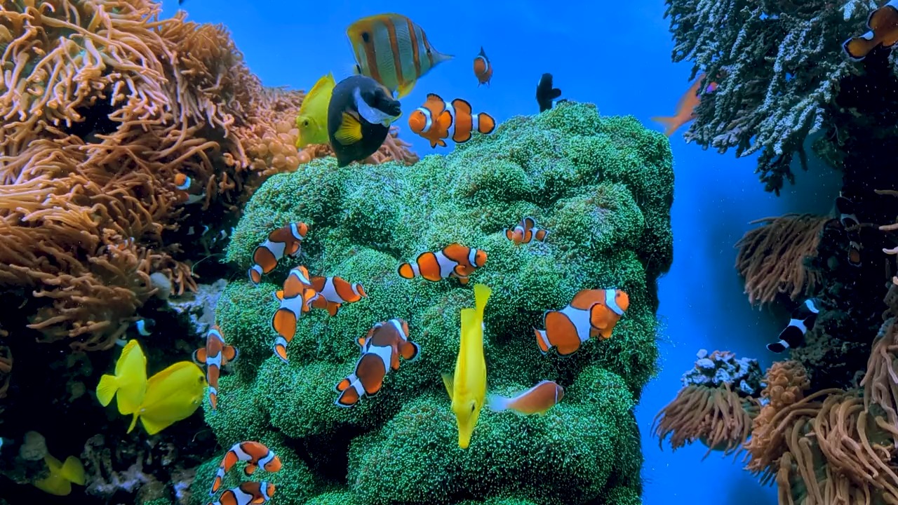 Fish2 Fish2 Object Detection Dataset by MyungKim