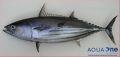 Fish Detection project thumbnail