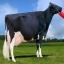 cow detection project thumbnail