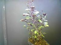 albahaca morada project thumbnail