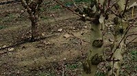 TREE ANNOTATION project thumbnail