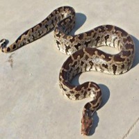Snake-Venom project thumbnail
