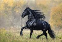 HorseDetection project thumbnail