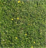 Weed Detection project thumbnail