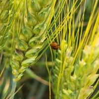 Insect detection project thumbnail