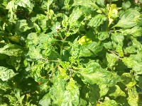 Ghana crop project thumbnail