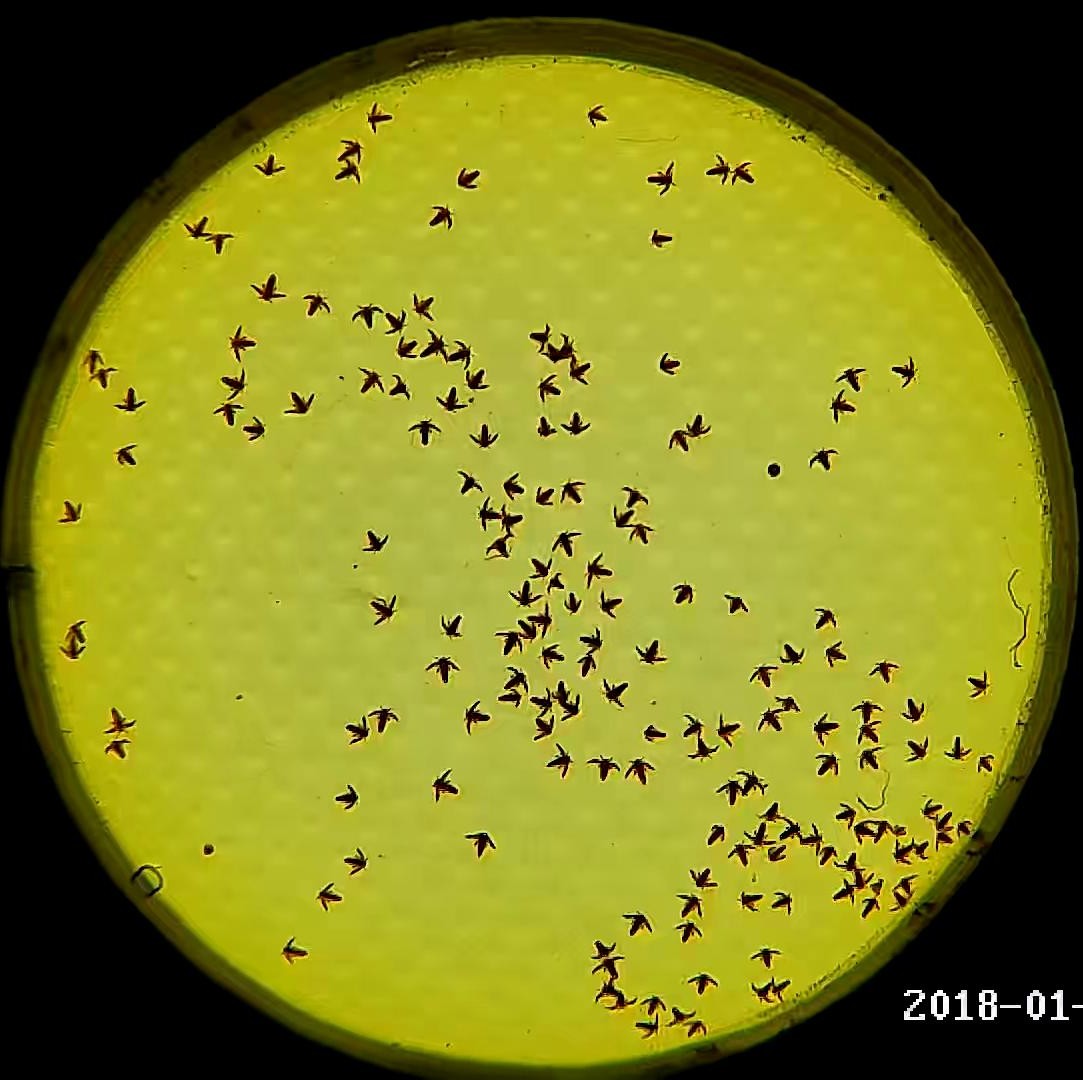 Giai đoạn Artemia Object Detection Dataset by Label artemia + tom 28012026