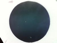 Copepod 1 con nauplii project thumbnail