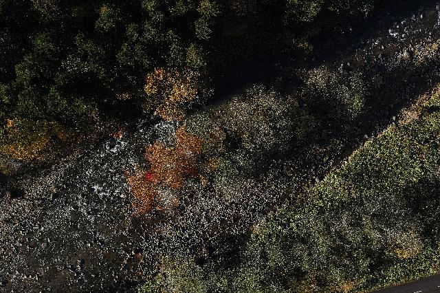 forest Instance Segmentation Dataset by trees