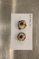 corm project project thumbnail