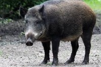 animals project thumbnail