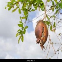 fruits detection project thumbnail