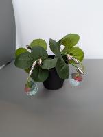 Strawberry dataset project thumbnail