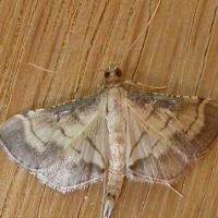 Insect Detection project thumbnail