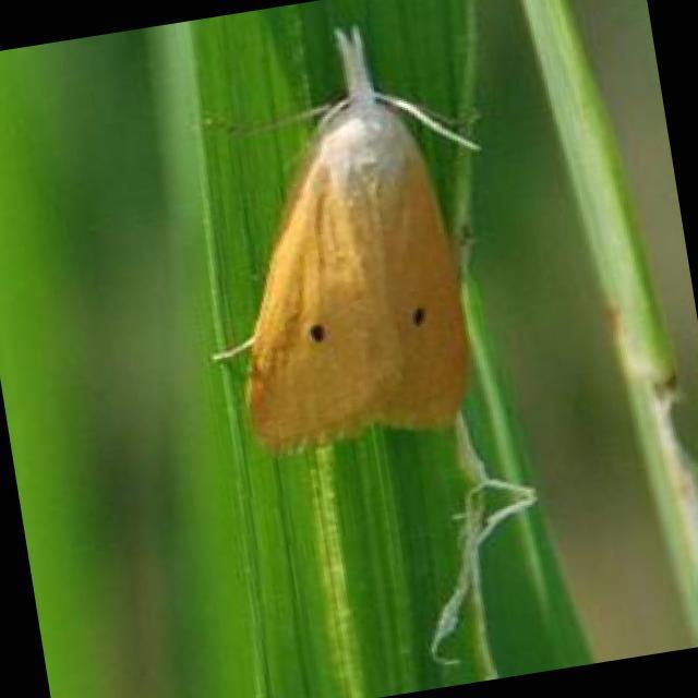 Insect Detection Object Detection Model By Tanapatp