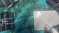 Giant freshwater prawn keypoint detection project thumbnail